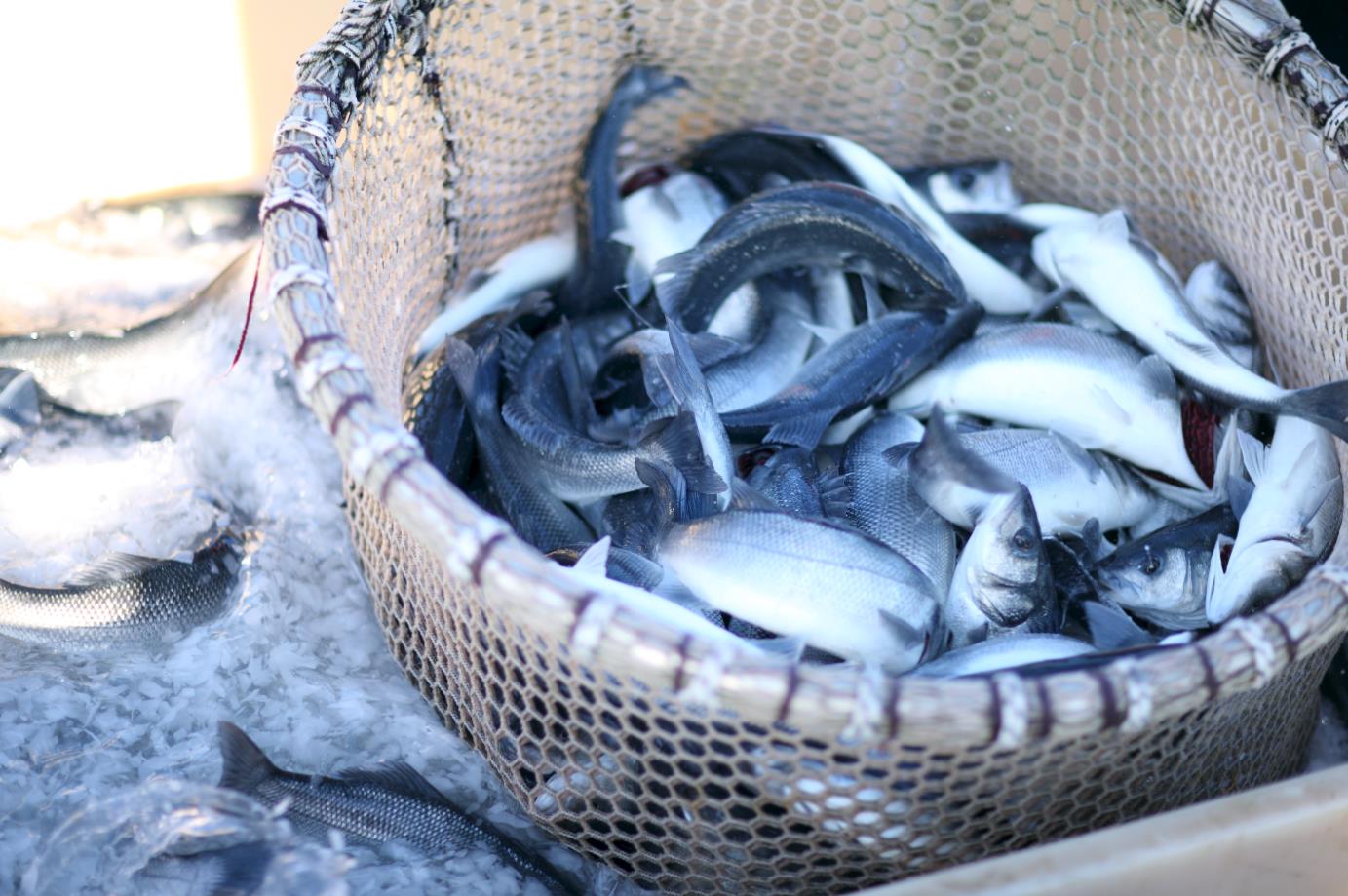 Corfu Sea Farm (4)