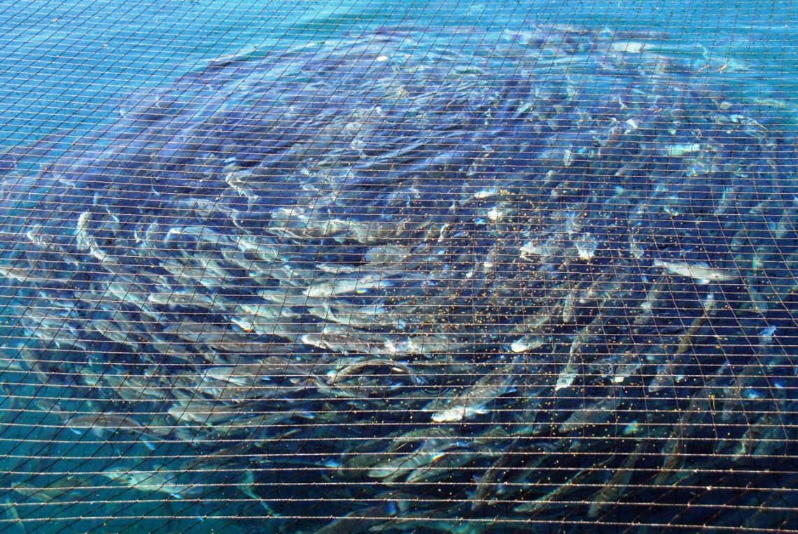 SeaBassFeeding